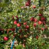 ◆予約商品◆【家庭用】葉とらずサンふじ🍎2024年11月上旬～発送｜りょうま農園 - 画像 (2)