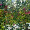 ◆予約商品◆【贈答用】美丘🍎2024年11月中旬～発送｜りょうま農園 - 画像 (2)