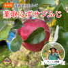 ◆予約商品◆【家庭用】葉とらずサンふじ🍎2024年11月上旬～発送｜りょうま農園