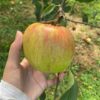 ◆予約商品◆【訳あり】つがる🍎2024年9月上旬頃～発送｜りょうま農園 - 画像 (2)