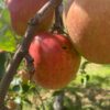 ◆予約商品◆【訳あり】つがる🍎2024年9月上旬頃～発送｜りょうま農園 - 画像 (4)
