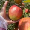 ◆予約商品◆【訳あり】つがる🍎2024年9月上旬頃～発送｜りょうま農園 - 画像 (3)